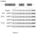 Representative patent drawing for Method for genome editing using a self-inactivating CRISPR nuclease (US 11739322)