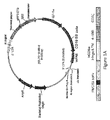 How Genetically Modified T-Cells Attack Cancer