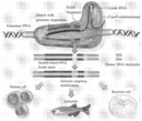 How to Design High-Quality Gene Editing Tools for a Whole Genome