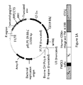 How Genetically Modified T-Cells Fight CD19 Cancers