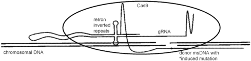 Representative patent drawing for High-throughput precision genome editing (US 20230383290)