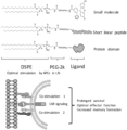 How Special Molecules Boost Cancer-Fighting CAR-T Cells